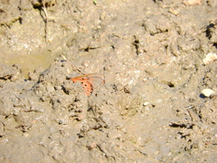 Acraea neobule
