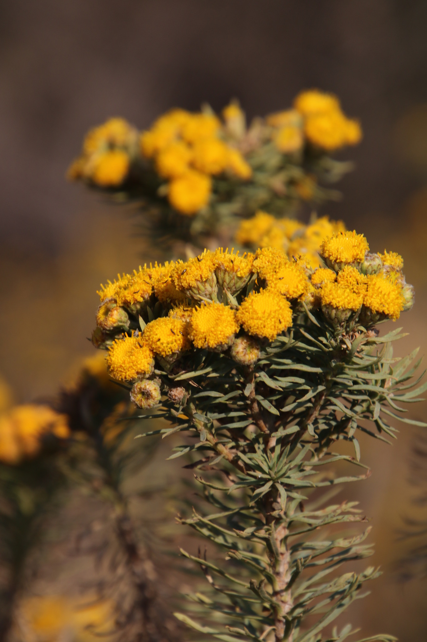 Phymaspermum