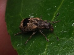 Cacephatus