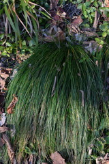 Festuca heterophylla