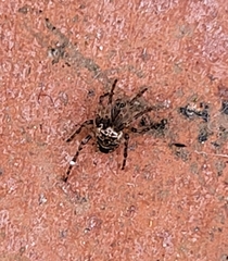 Zilla diodia