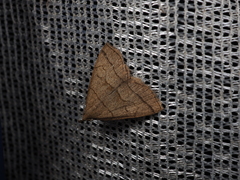 Herminia arenosa