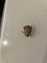 Anoplognathus concolor