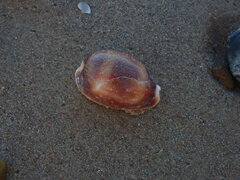 Lyncina vitellus