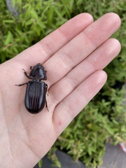 Pharochilus rugiceps