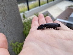 Pharochilus rugiceps