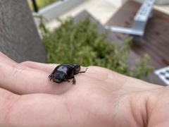 Pharochilus rugiceps