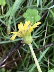 Taraxacum formosanum