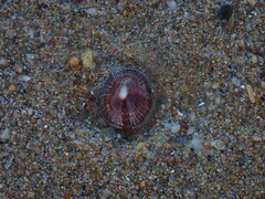 Siphonaria funiculata