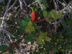 Lambertia uniflora