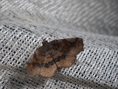 Pangrapta perturbans