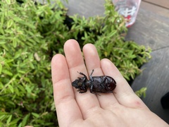 Pharochilus rugiceps