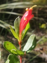 Lambertia uniflora