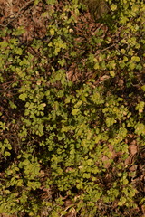 Hippocrepis emerus emerus