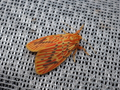 Barsine striata