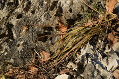 Takhtajaniantha austriaca