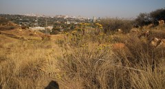 Phymaspermum athanasioides