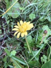 Taraxacum formosanum