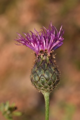 Centaurea scabiosa grinensis