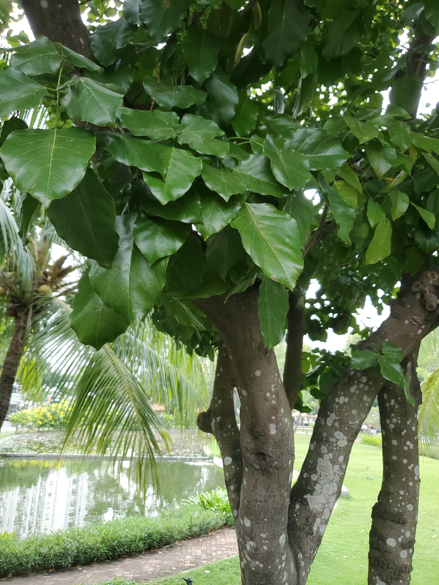 Pongamia pinnata — ảnh 2