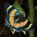 North Queensland Day Moth - Photo (c) Phil Benstead, some rights reserved (CC BY-NC), uploaded by Phil Benstead