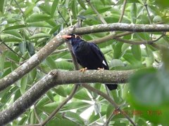 Gracula religiosa