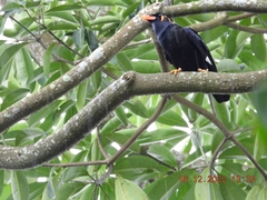 Gracula religiosa