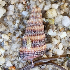 Cerithidea quoyii