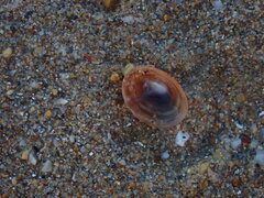 Siphonaria funiculata