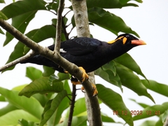 Gracula religiosa