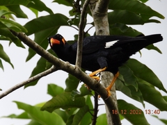 Gracula religiosa