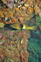 Notolabrus tetricus