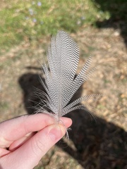 Anas platyrhynchos domesticus