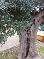 Olea europaea