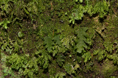 Hymenophyllaceae