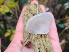 Auricularia auricula-judae