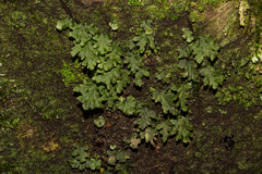 Hymenophyllaceae
