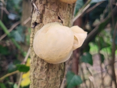 Auricularia auricula-judae