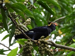 Gracula religiosa