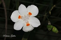 Dietes x 'nola alba'