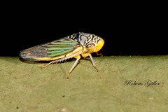 Bucephalogonia xanthophis