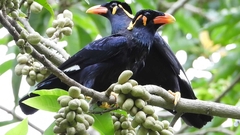 Gracula religiosa