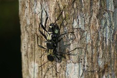 Neoclytus pusillus