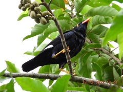 Gracula religiosa