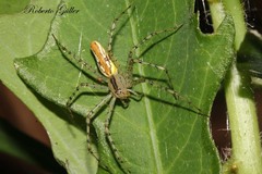 Peucetia rubrolineata