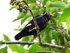 Gracula religiosa
