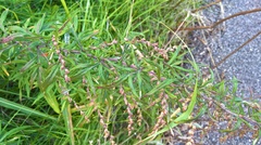 Artemisia verlotiorum
