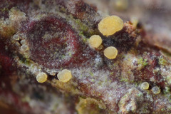 Pezicula eucrita