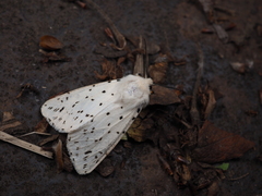 Spilosoma lubricipeda