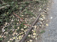 Oreocryptophis porphyraceus